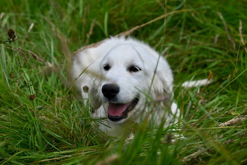 a small white dog laying in the grass