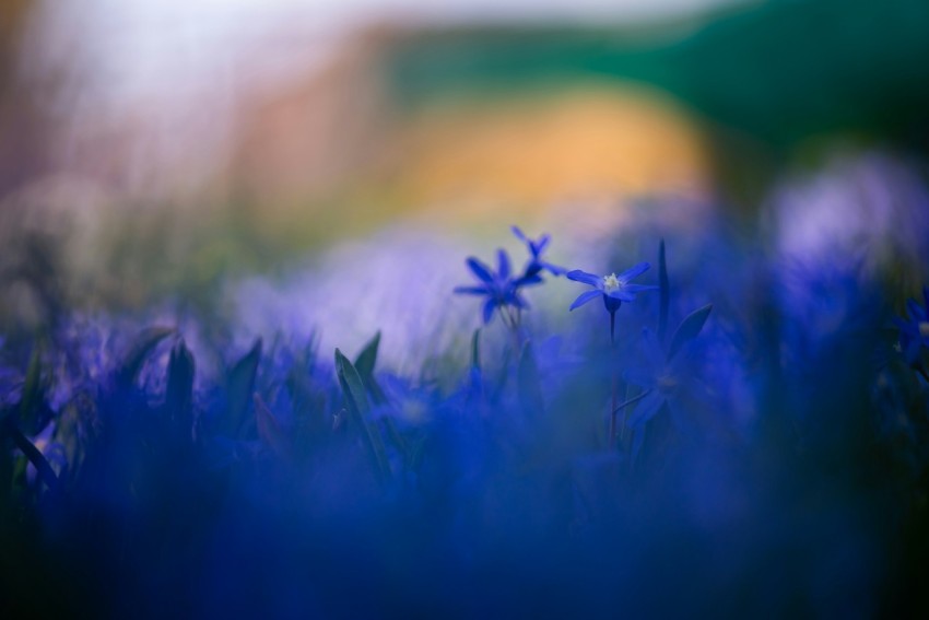 blue flower in green grass field smc7o