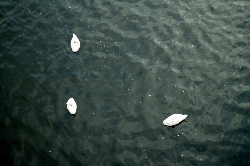 a drone shot of three swans floating in a lake nx