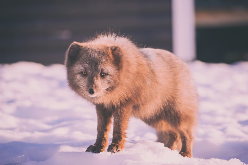 brown fox standing on snow covered ground during daytime