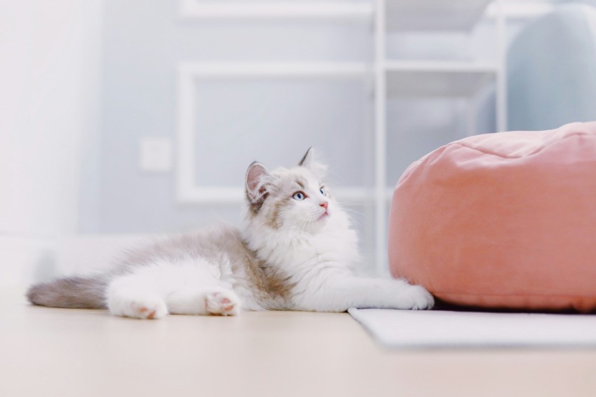 white and gray cat lying on white table