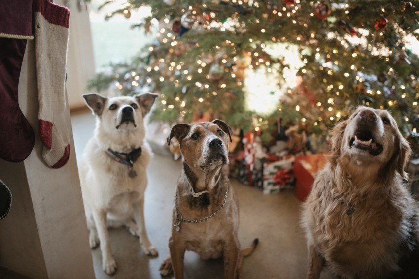 three gray dogs near the christmas tree looking up