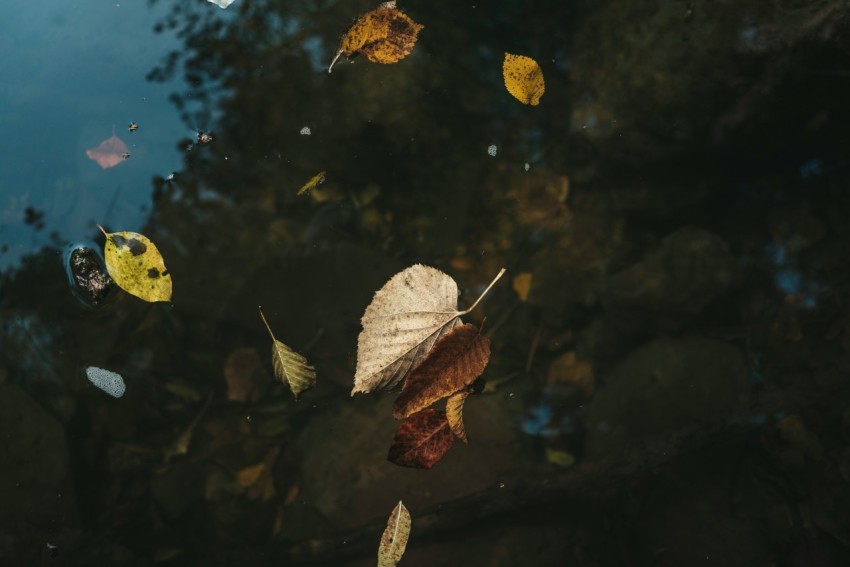 brown leaf on water during daytime Z4XUEPBcW