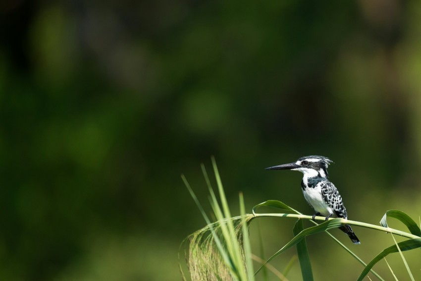 shallow focus photography of black and white woodpecker perched on grass stem