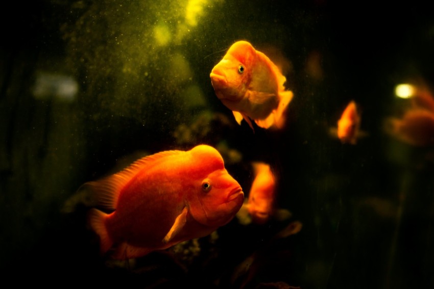 school of flowerhorn fish