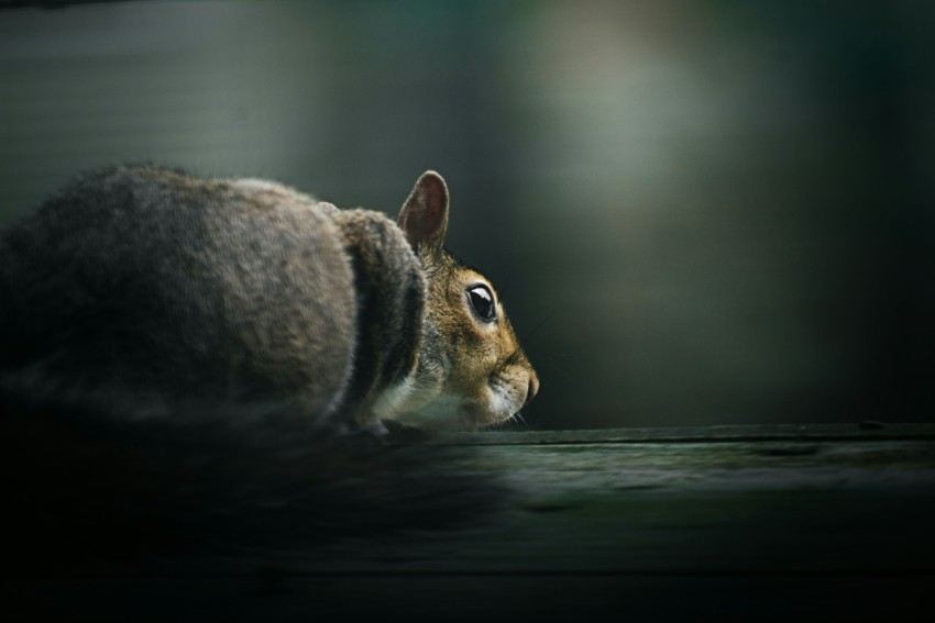 brown and white rabbit on black wooden surface