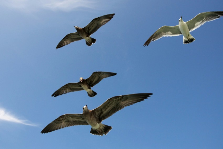 four flying gull birds 5bROqazy