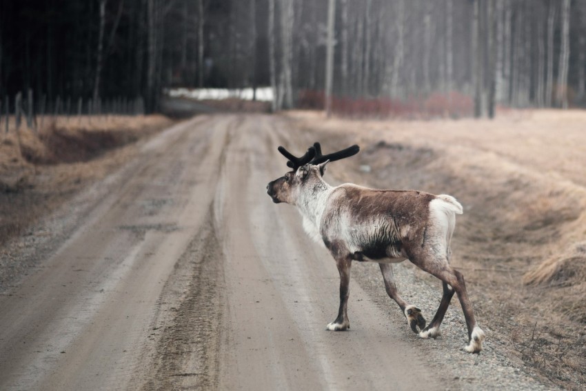 moose on ground