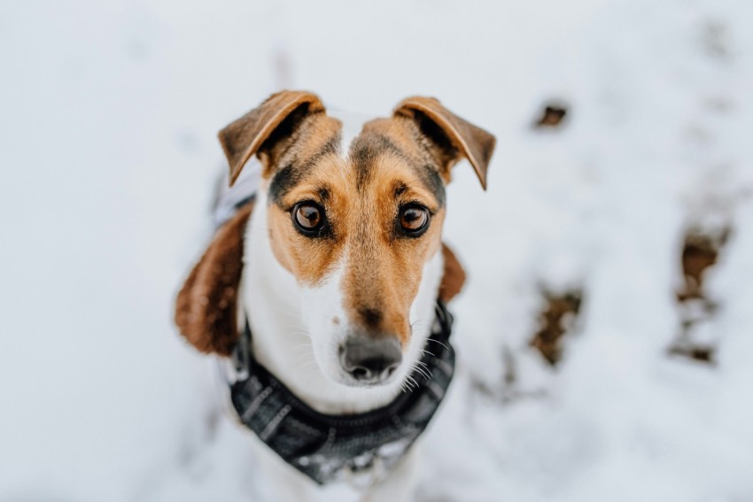 brown and white short coated dog on snow covered ground during daytime