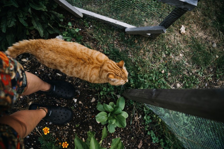 a cat on a bench