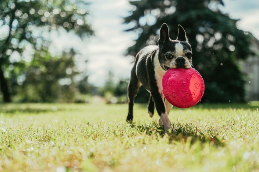 a dog running with a frisbee in its mouth