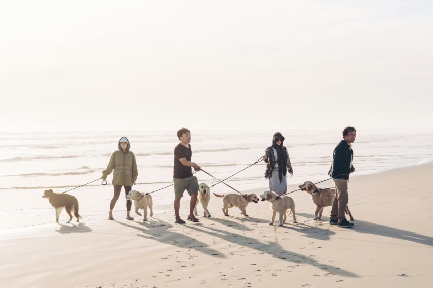 people walking on beach with dogs during daytime