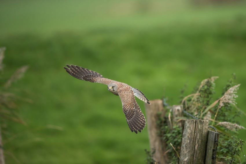 brown and white bird