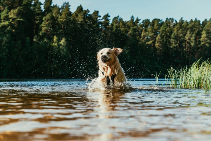 a dog splashes water in a lake