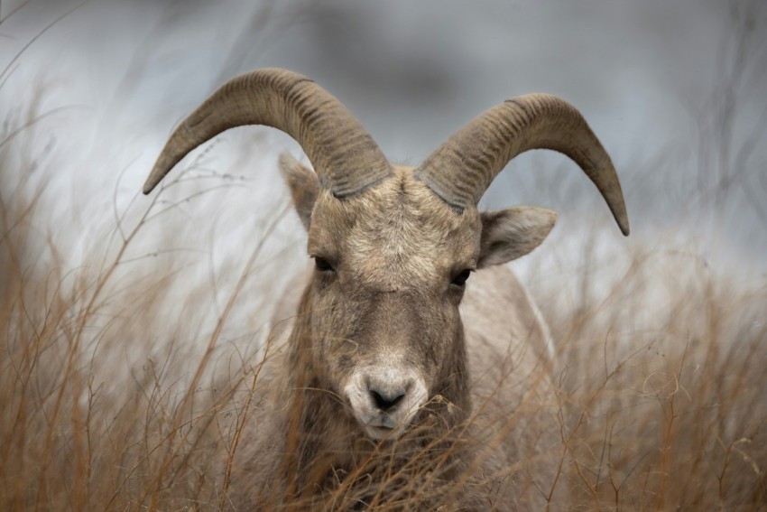 a goat with large horns standing in tall grass