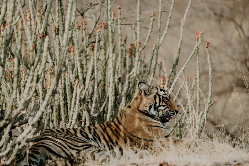 bengal tiger laying on grass