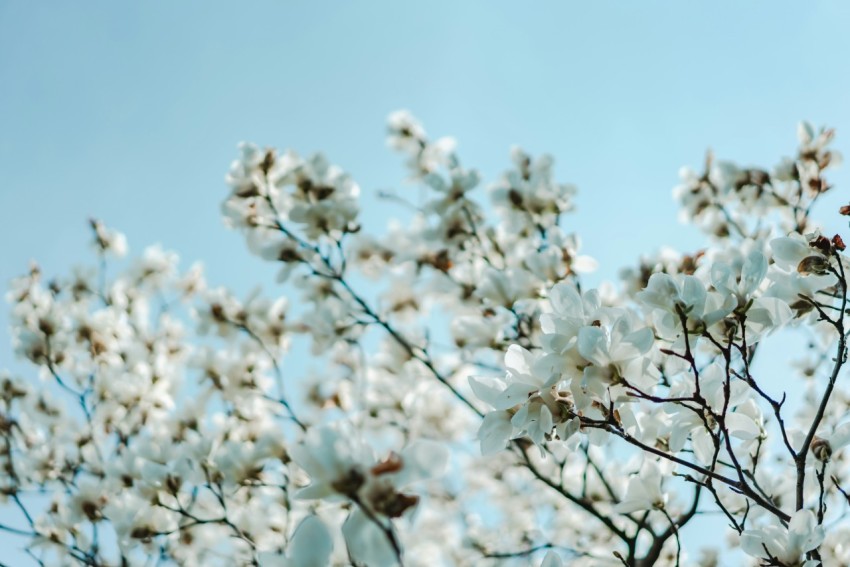 selective focus photography of white petaled flowers