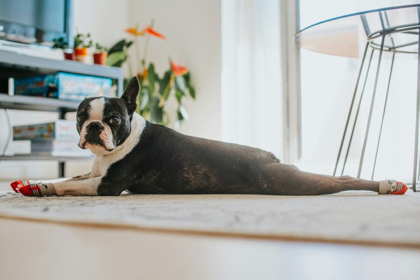 black and white dog lying on white rug rXS_Wxt