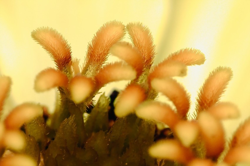 white and brown plant in close up photography