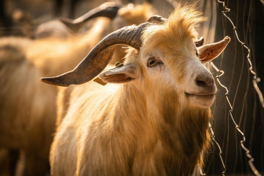 brown ram in tilt shift lens xVhh