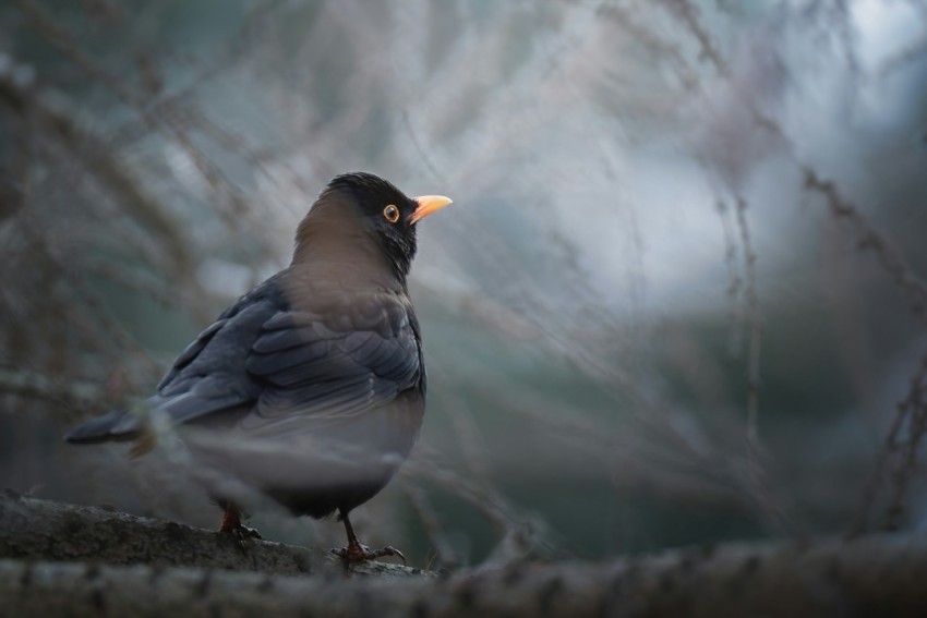 a small bird sitting on a tree branch