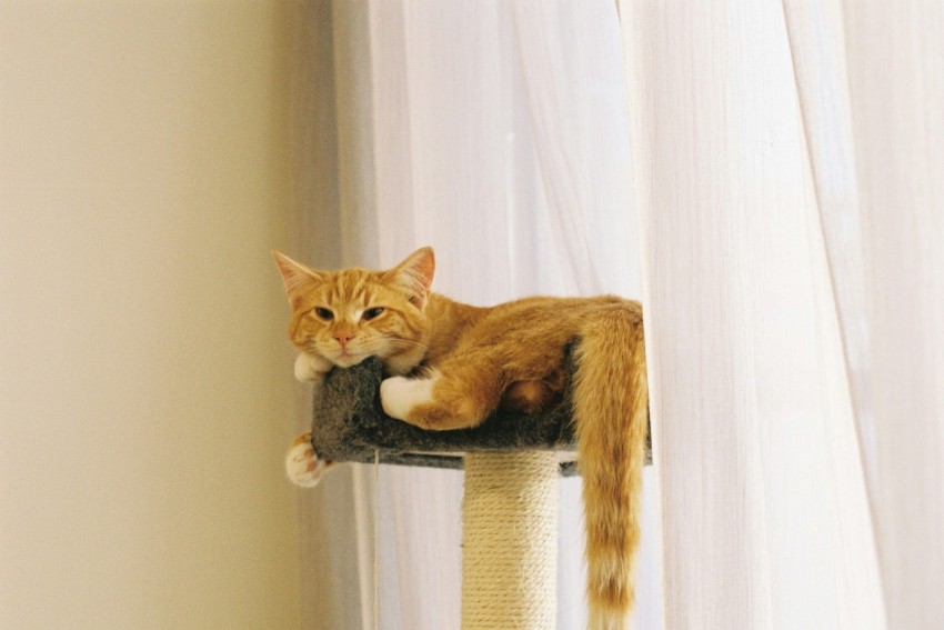 orange tabby cat lying on cat tree