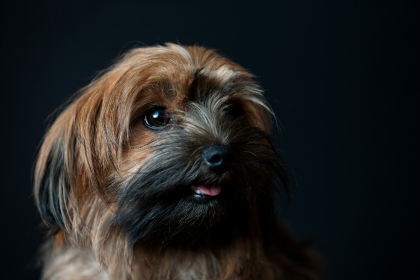 medium coated brown small dog