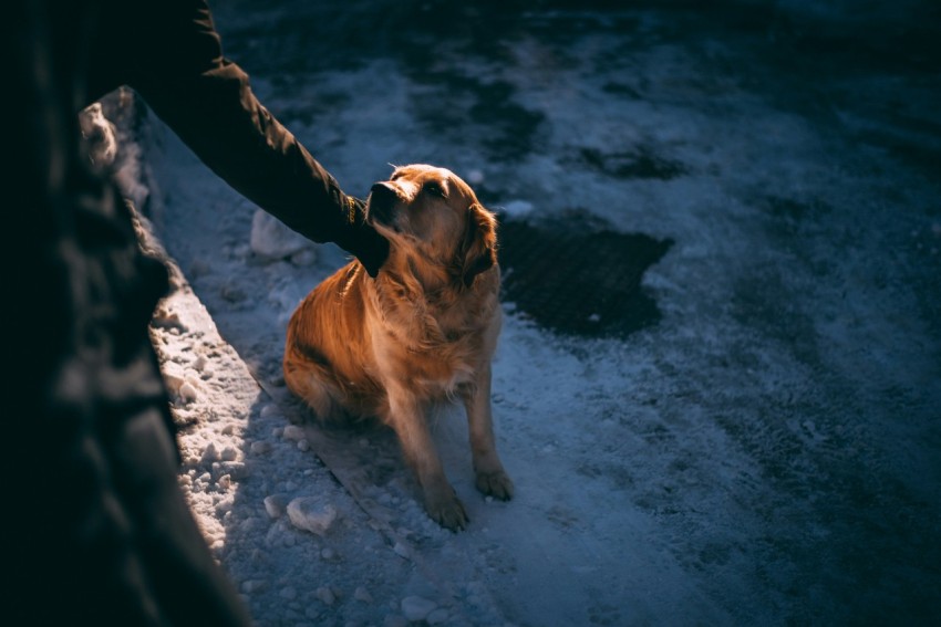 person holding tan dog sitting on rough white terrains neck