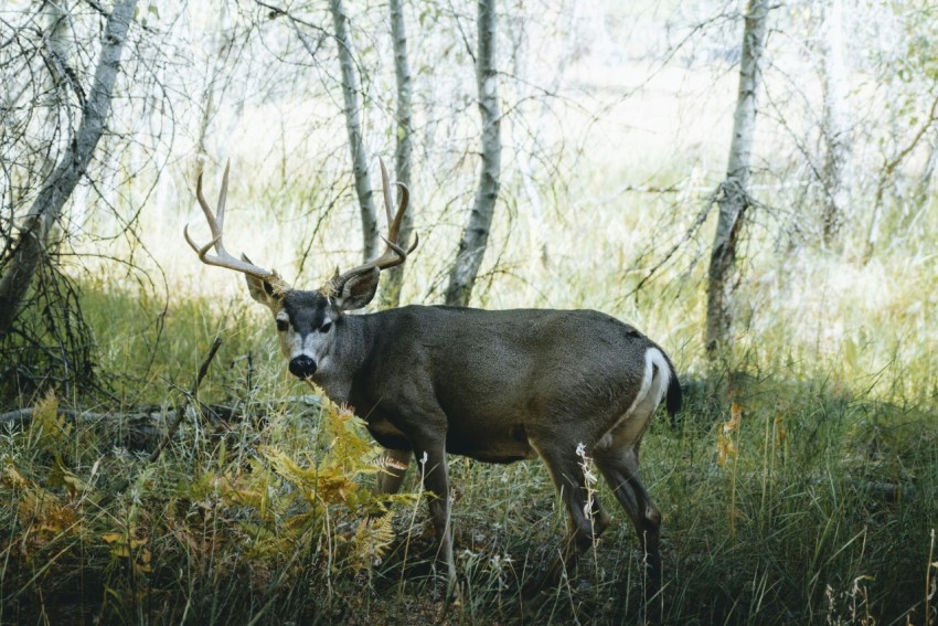 a deer standing in the middle of a forest