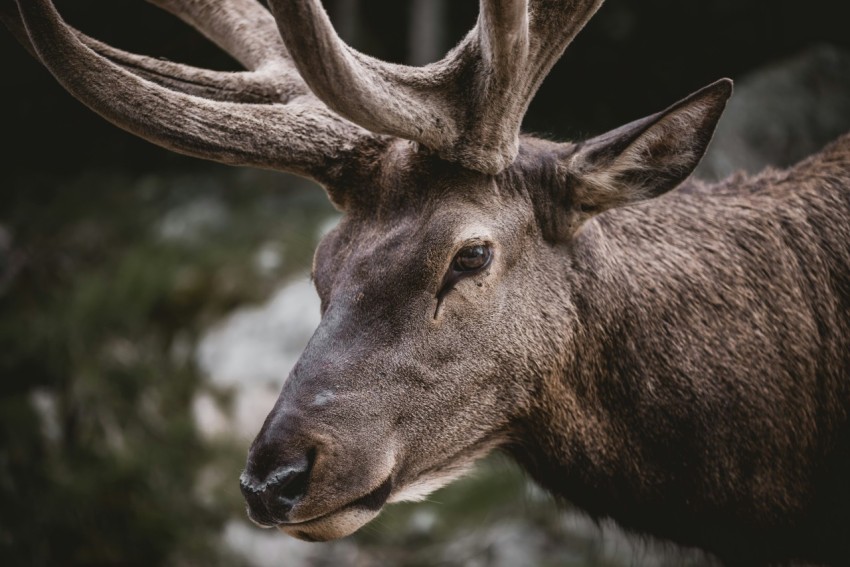 brown deer