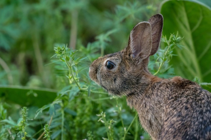 a hare next to some leaves