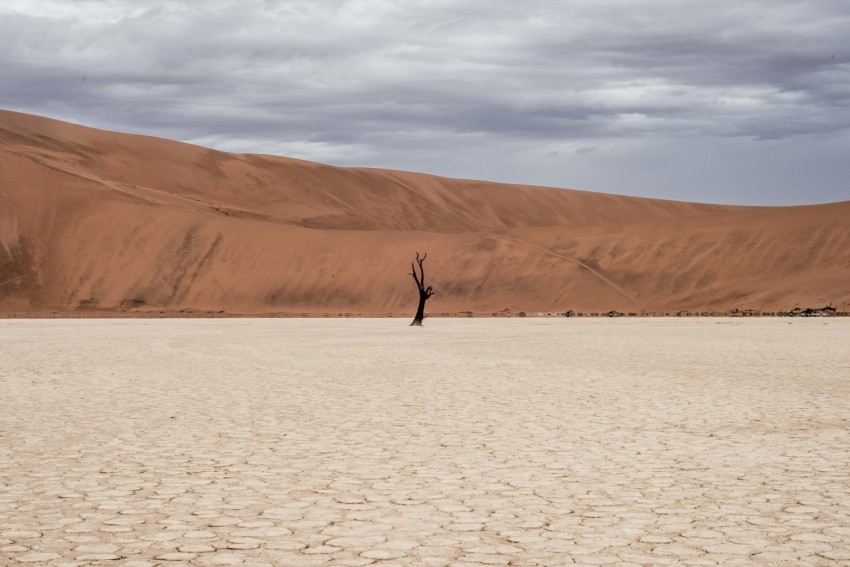 brown tree on dried ground at daytime jTJ9