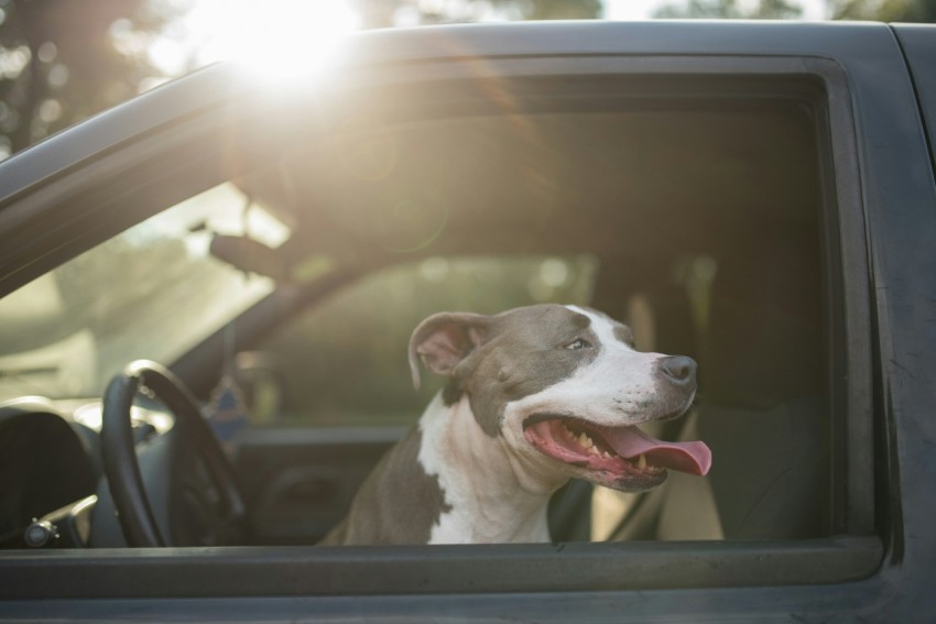 adult short coated gray and white dog in car