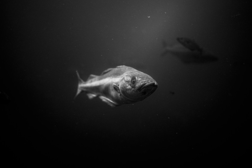 grayscale photo of fish in water