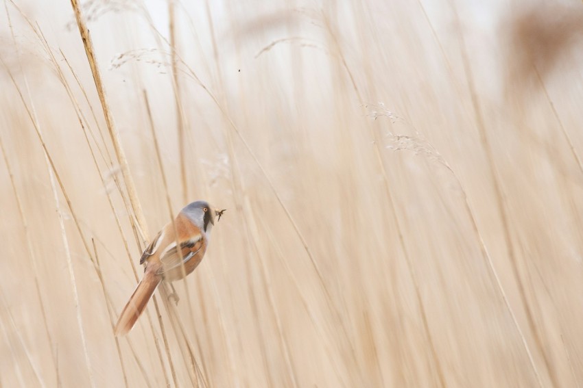 photo of brown and gray short beak bird