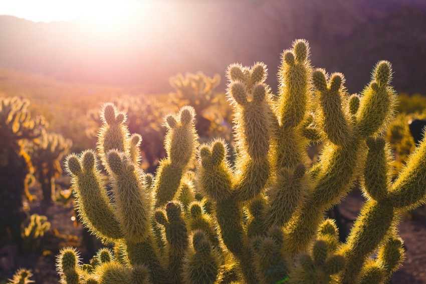 green cacti plants