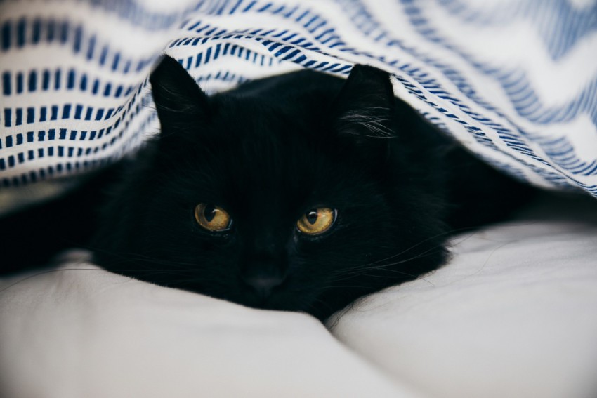 close up photography of bombay cat