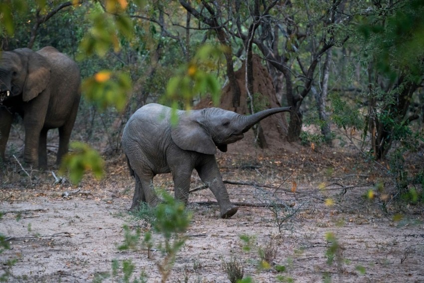 black young elephant walking beside the trees