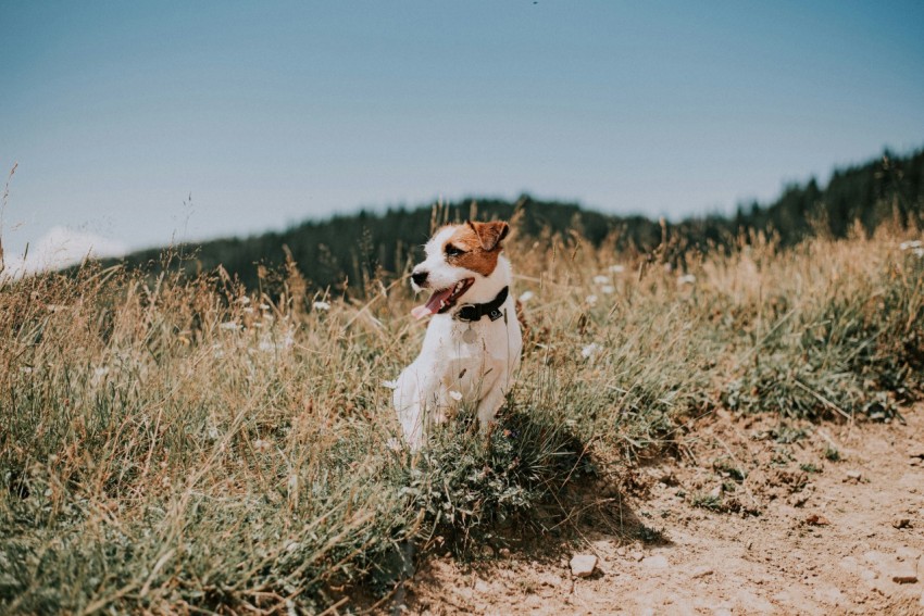 white and brown short coated dog on brown field during daytime 2GSI6hXk