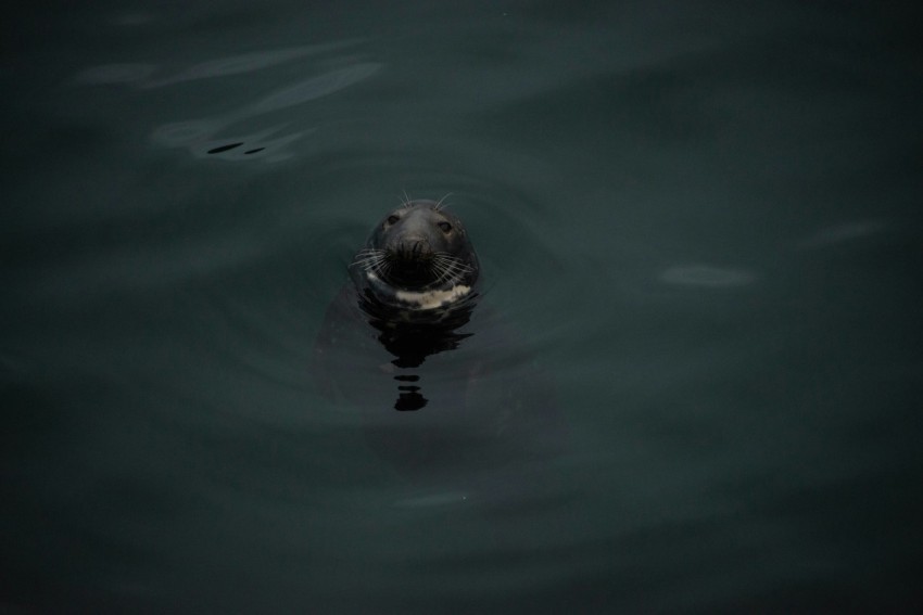 black sealion at water