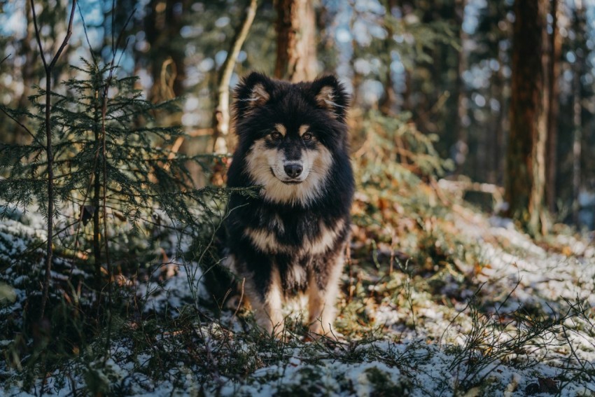 black and brown dog on forest during daytime