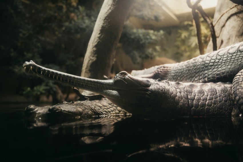 a large alligator laying on top of a body of water