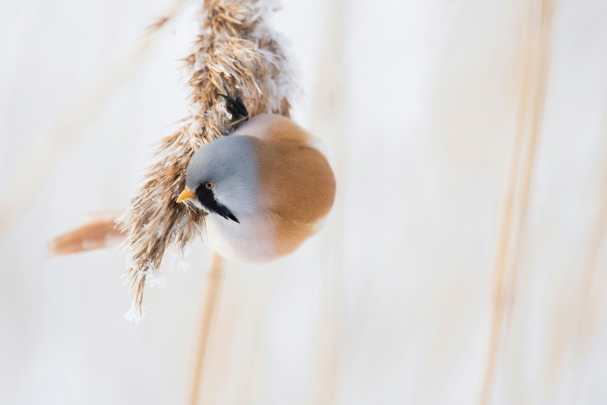 a close up of a bird 1MBvrdPe