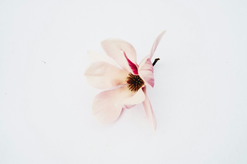 a single pink flower on a white background tXA