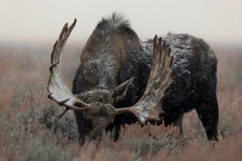 a moose with large antlers standing in a field