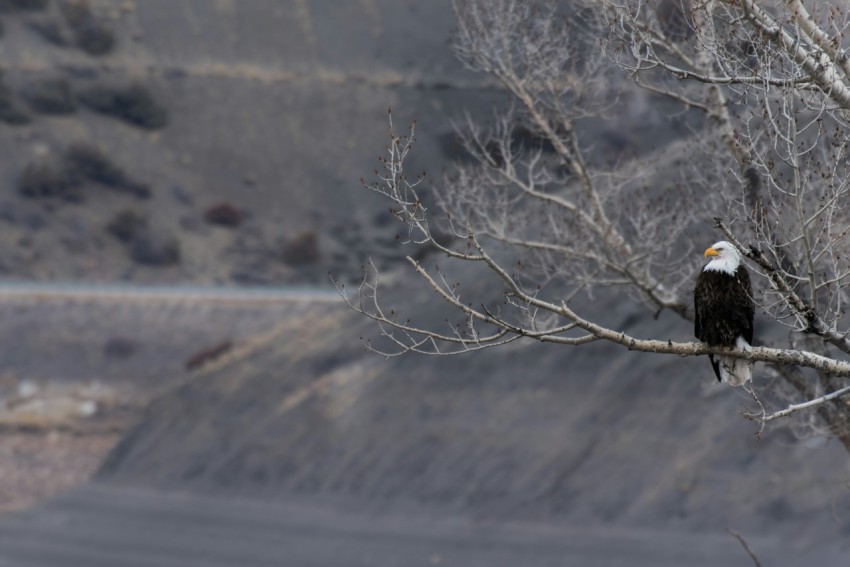 shallow focus photography of bald eagle resting on tree branch