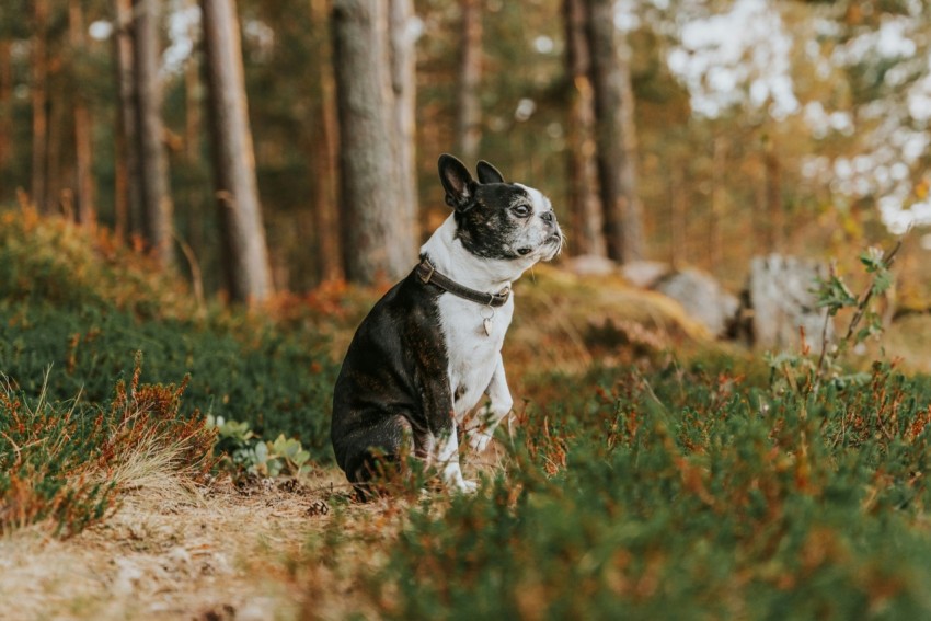 a dog running in the woods