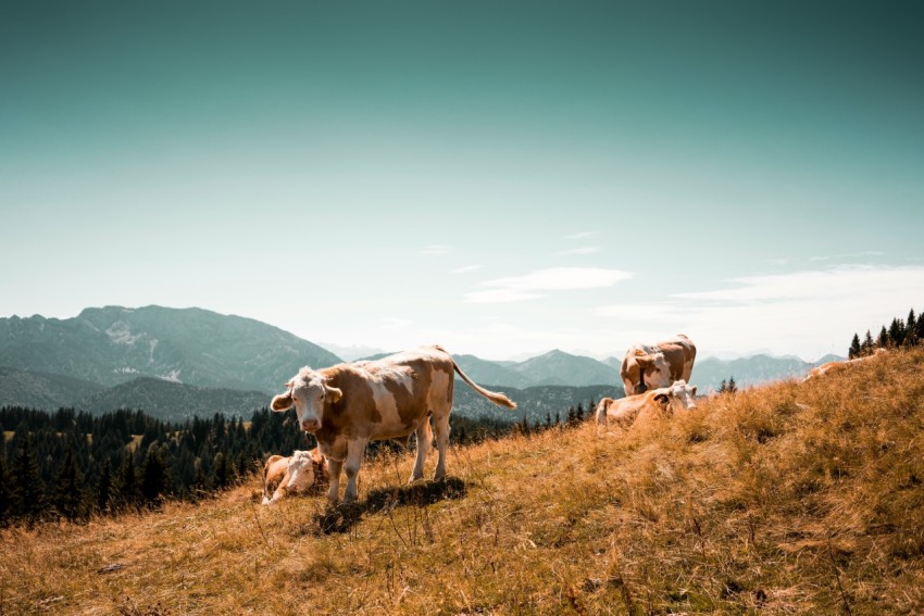 herd of cows on grass field