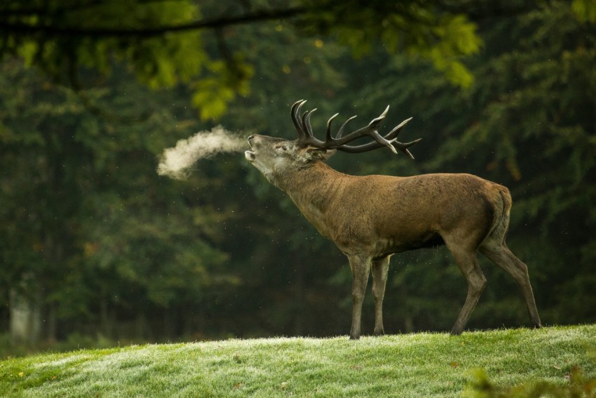 closeup photography of reindeer during daytime dBrKSWR