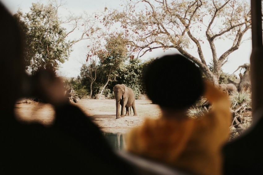 elephant near body of water